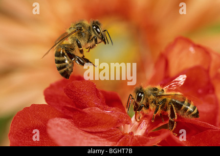 Carniolan Honey Bee (Apis mellifera carnica), two workers on a Begonia. Stock Photo