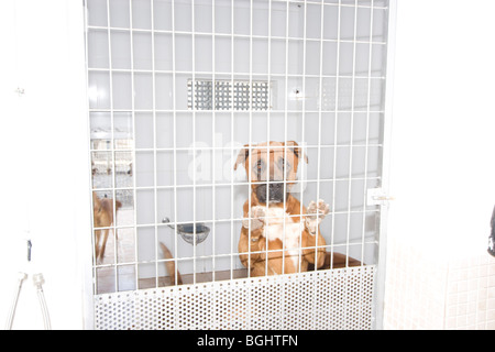 Refuge dog in rescue shelter in Tenerife looking through bars. Stock Photo