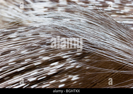 Porcupine Quills Stock Photo
