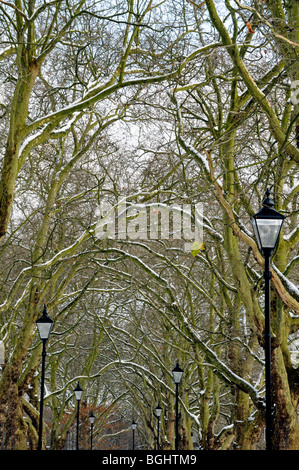 Snow coverd branches of an avenue of London Plane Trees Platanus x hispanica with ornate lampposts Highbury Fields North London Stock Photo