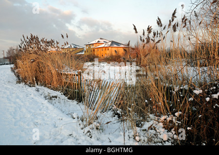 Gillespie Park Local Nature Reserve under snow, Common reed Phragmites australis in foreground and council houses to the right Stock Photo