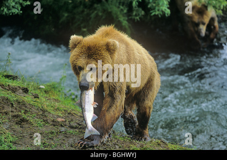 Brown bear with salmon it caught at Brooks Falls on Brooks River, Katmai National Park, Alaska, USA Stock Photo