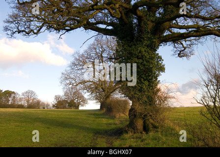 Beautiful old Oak tree covered in ivy set within a hedgerow Stock Photo