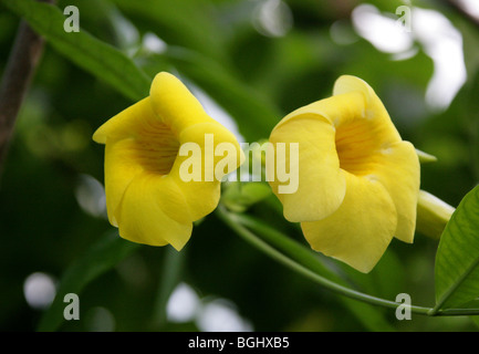 Golden Trumpet, Allamanda cathartica, Apocynaceae, Brazil, South America. A prolific climbing plant from tropical South America. Stock Photo