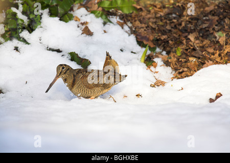 Eurasian Woodcock Scolopax rusticola feeding in snow at Cleeve, Somerset, UK in January. Stock Photo