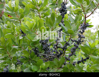 Northern Bayberry, Myrica pensylvanica, Myricaceae, North East USA, North America Stock Photo