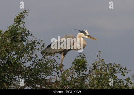 Great blue heron Stock Photo