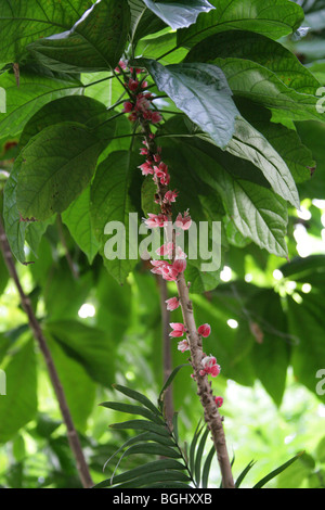 Goethea, Goethea Strictiflora, Malvaceae. Tropical Brazil, South ...