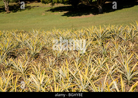 pineapple plants at the Big Pineapple tourist attraction on Sunshine Coast,Queensland Stock Photo