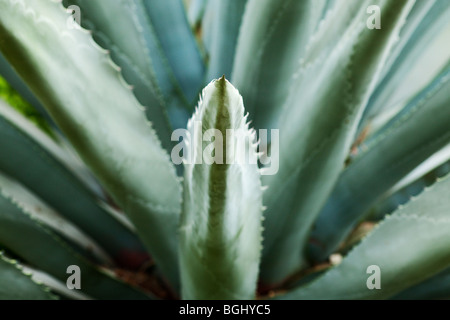 green succulent background with selective focus Stock Photo