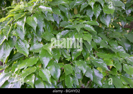 Leaves of the Osage Orange Tree, Osage-orange, Horse-apple, Bois D'Arc, or Bodark, Maclura pomifera, Moraceae, South Central USA Stock Photo