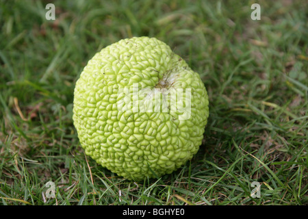 Osage Orange, Osage-orange, Horse-apple, Bois D'Arc, or Bodark, Maclura pomifera, Moraceae, South Central USA, North America. Stock Photo