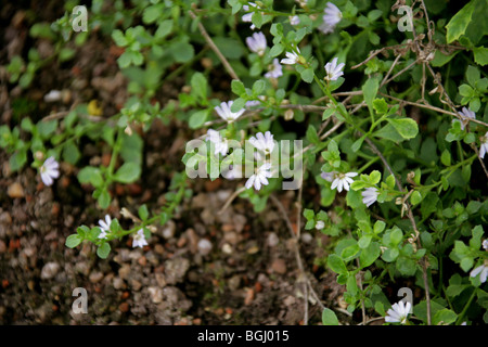 Creeping Fan-flower or Alpine Fan-flower, Scaevola hookeri, Goodeniaceae, Australia, Tasmania. Half flower. Stock Photo