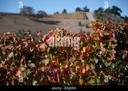 Wine grape leaves in fall turning color in foreground and vineyards on the distant hillside in soft focus. Stock Photo
