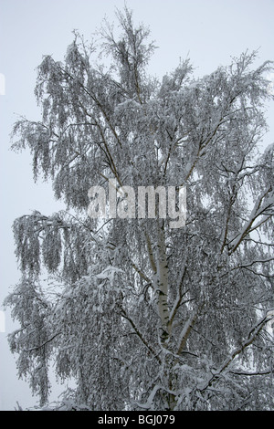 Snow Covered Silver Birch Tree in Winter Stock Photo