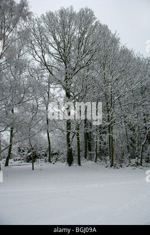 Winter Scene of Trees Covered in Snow, Hertfordshire, UK Stock Photo