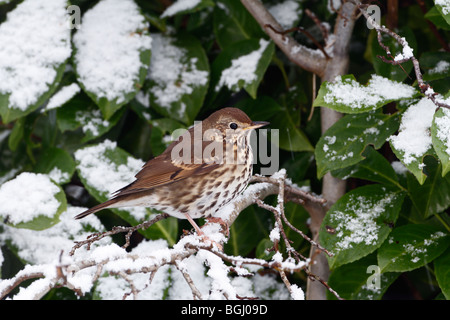 Song Thrush Turdus philomelos in snow'y bush Stock Photo