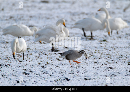 Bar headed goose Anser indicus feeding in snow