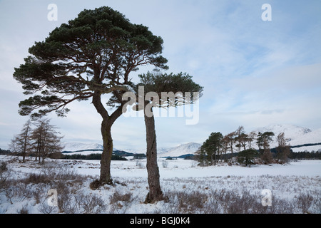 Pine Trees in Winter, Loch Tulla, Scotland Stock Photo