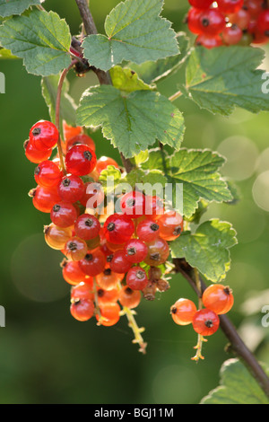 Details of redcurrants on the bush, not yet ready to be picked, still slightly green, hanging in the sun waiting to become red Stock Photo