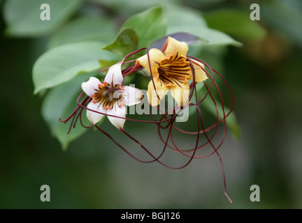 Corkscrew Flower or Spider Tresses, Strophanthus preussii, Apocynaceae, Tropical West Africa Stock Photo