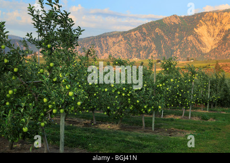 Apple orchard in Manson, Washington near Wapato Lake Stock Photo