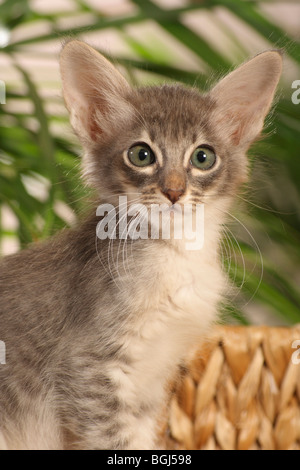 Javanese cat - kitten sitting Stock Photo