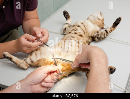 Cat castration hot sale