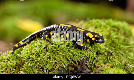 Fire Salamander (Salamandra salamandra) on moss Stock Photo