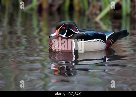 Wood duck, Aix sponsa, a single captive male swimming on water, Martin Mere, Lancashire, UK, winter 2009 Stock Photo