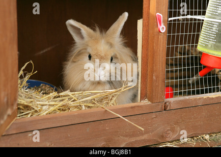 Lionhead Dwarf rabbit in hutch Stock Photo