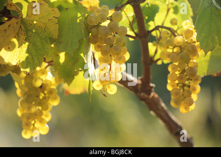 The bunch of grapes in the evening sun on the foothills of Male Karpaty, Slovakia. Stock Photo