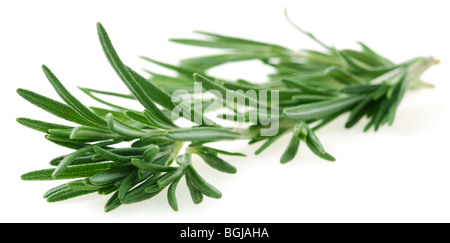 The branch of rosemary on a white background Stock Photo