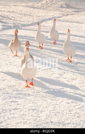 snow geese goose gaggle bird winter  cold freeze white sixth day of christmas Stock Photo