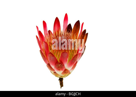 Protea flower isolated on a white background Stock Photo