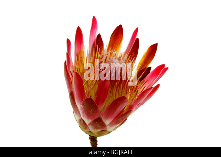 Protea flower isolated on a white background Stock Photo