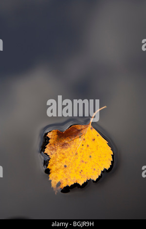 One isolated yellow birch leaf floating on black water surface Stock Photo