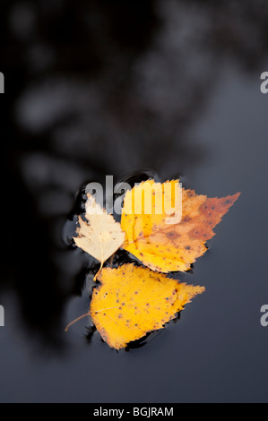 Isolated fallen yellow birch ( betula ) leaves floating on water surface at Autumn Stock Photo