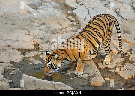 Tiger near a rocky water hole in Ranthambhore national park Stock Photo