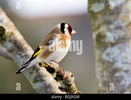 Goldfinch Perched on Branch Stock Photo
