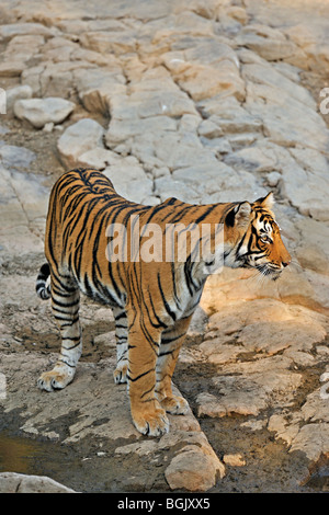 Tiger near a rocky water hole in Ranthambhore national park Stock Photo