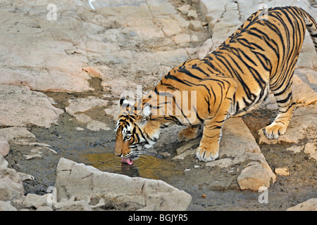 Tiger near a rocky water hole in Ranthambhore national park Stock Photo