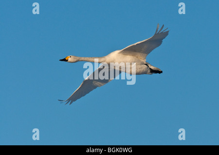 Adult Bewick's Swan (Cygnus columbianus) in flight, Welney WWT, Norfolk Stock Photo