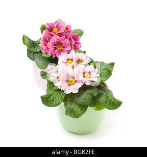 Two colorful primroses on white Stock Photo