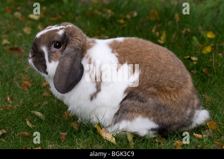 Holland Lop pet dwarf rabbit outdoors on lawn in autumn Stock Photo