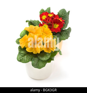 Two colorful primroses on white Stock Photo