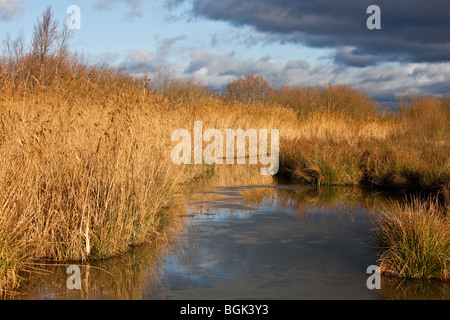 Reed beds in water meadow, England, UK Stock Photo