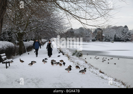 Walkers Mallard Ducks St Chad’s Church and Stowe Pool Lichfield Staffordshire England on a snowy winters day 2010 Stock Photo