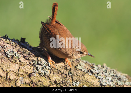 Wren (Troglodytes troglodytes) perched on Lichen covered  branch, England, UK Stock Photo