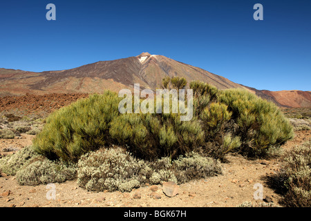 Spain Tenerife Canary Islands Mount Teide highest  Atlantic ocean hiking sun travel holiday volcano bush trekking blue sky Stock Photo
